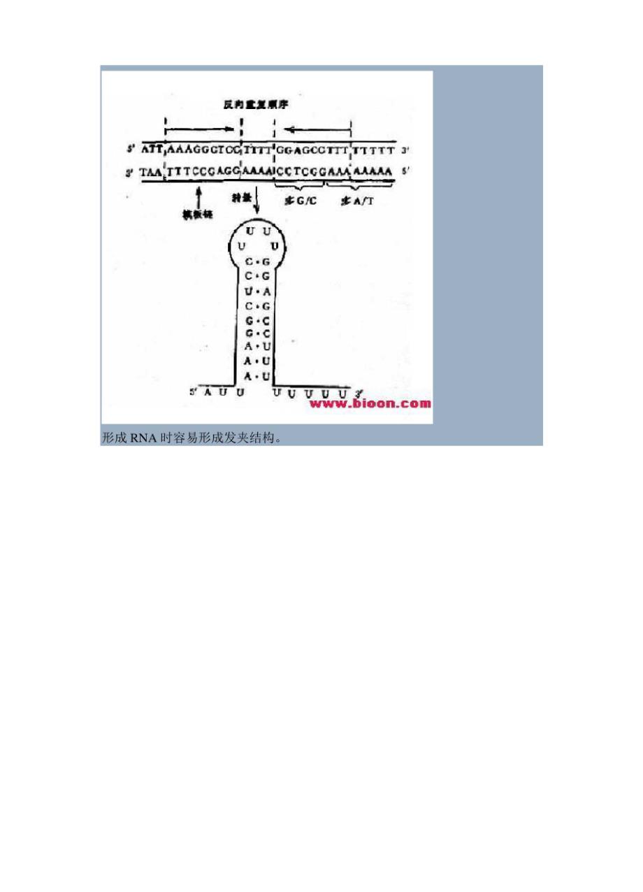 回文结构和反向重复序列_第3页