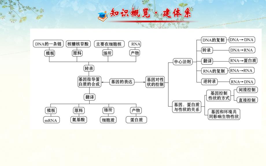 高三生物金榜频道一轮课件必修基因的表达_第3页