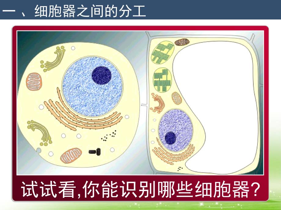 第三章第二节细胞器系统内的分工合作_第2页