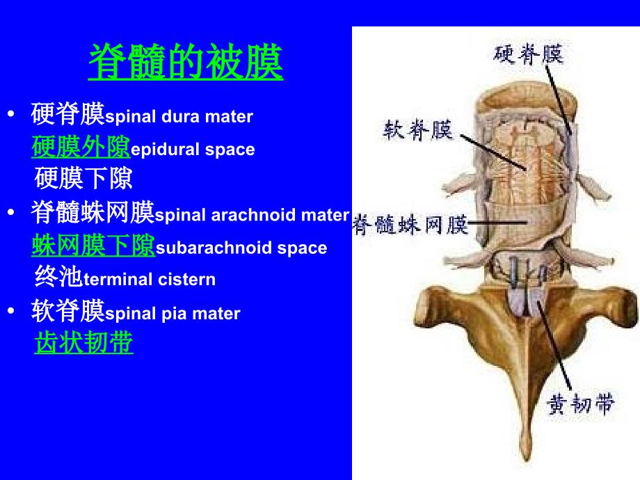 解剖学脑和脊髓被膜血管及脑脊液循环_第3页