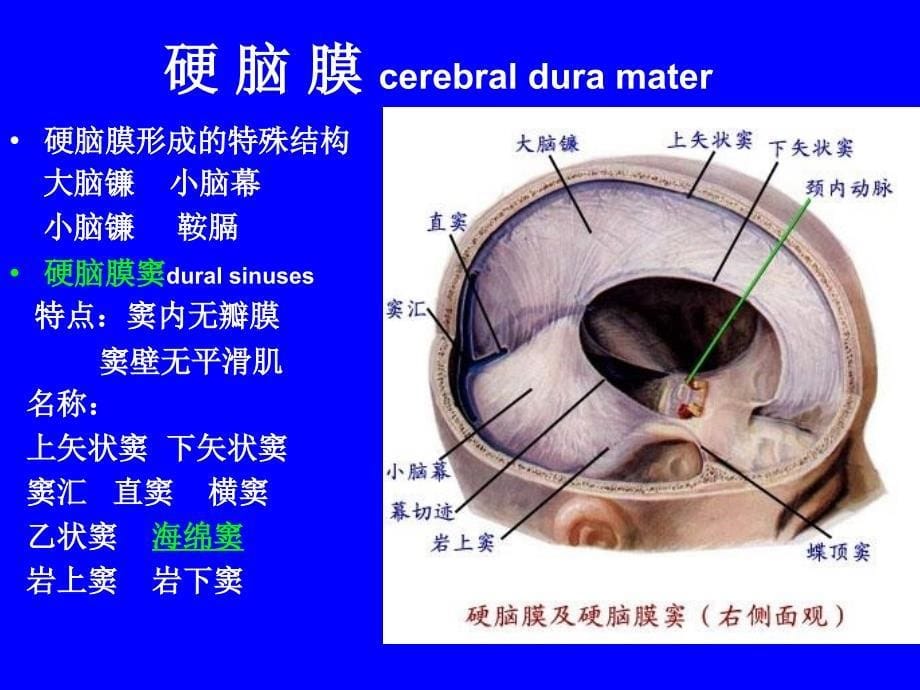 解剖学脑和脊髓被膜血管及脑脊液循环_第5页