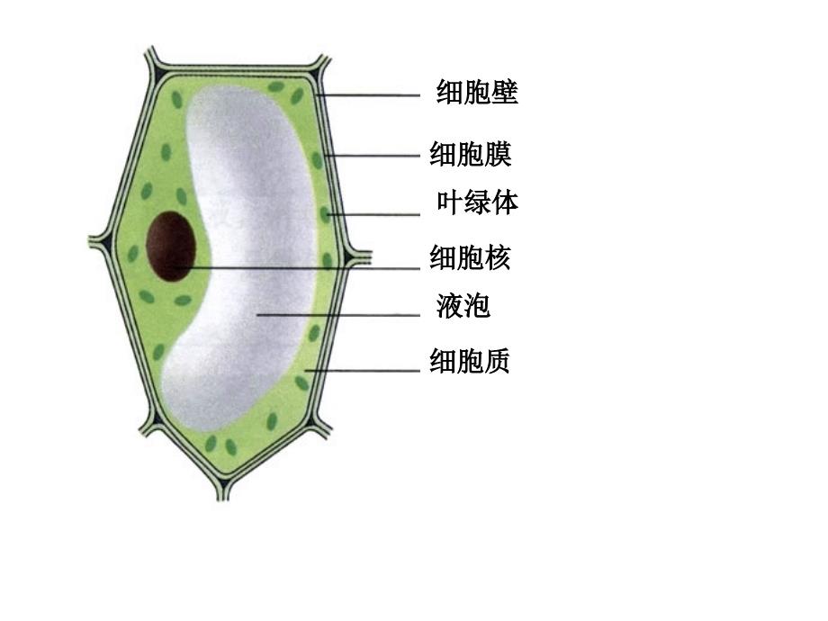 《细胞分裂与分化》PPT课件.ppt_第2页