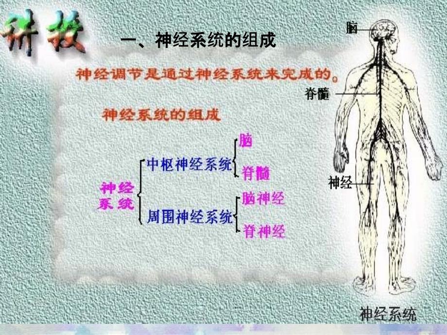 七年级生物动物的神经调节_第4页