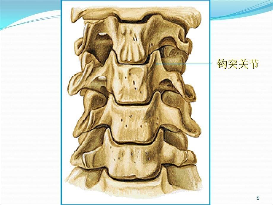 颈椎病诊疗ppt课件1_第5页