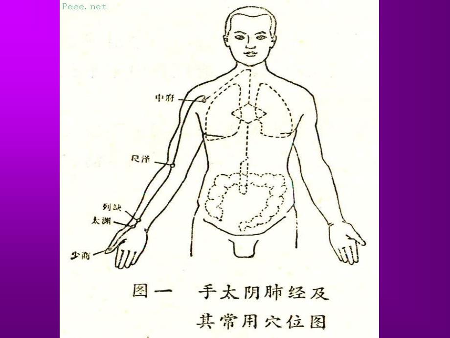 人体穴位演示图_第1页