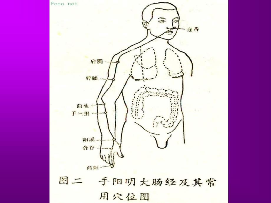 人体穴位演示图_第2页