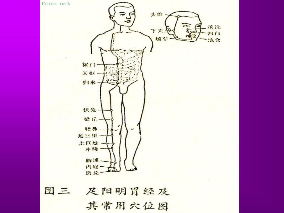 人体穴位演示图_第3页