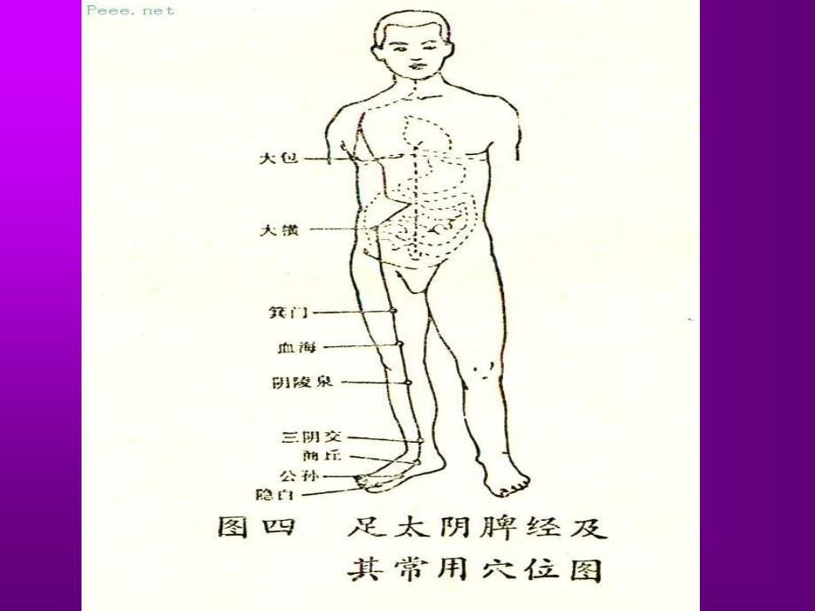 人体穴位演示图_第4页