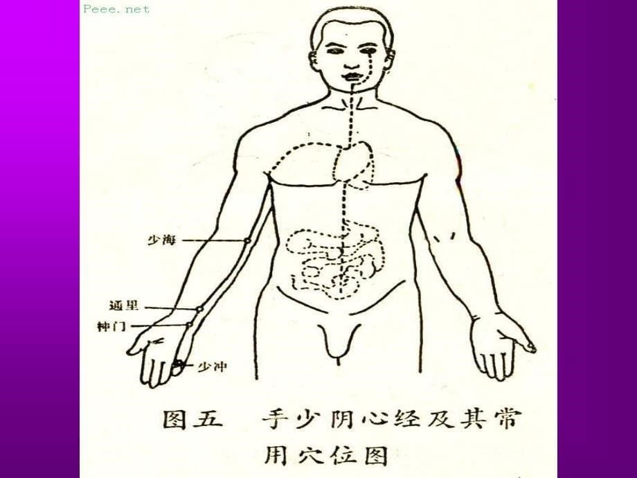 人体穴位演示图_第5页