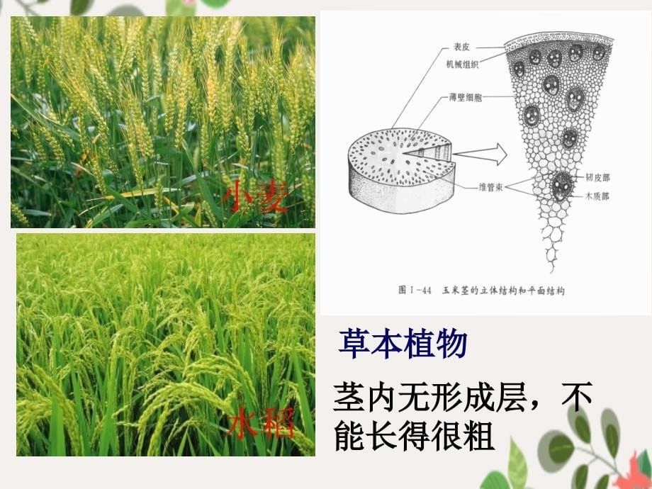 第三单元第三章第一节水分进入植物体内的途径课件5_第5页