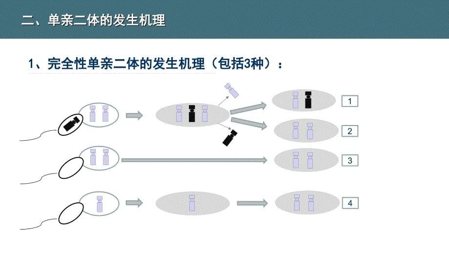 单亲二体产前诊断中心ppt课件_第5页