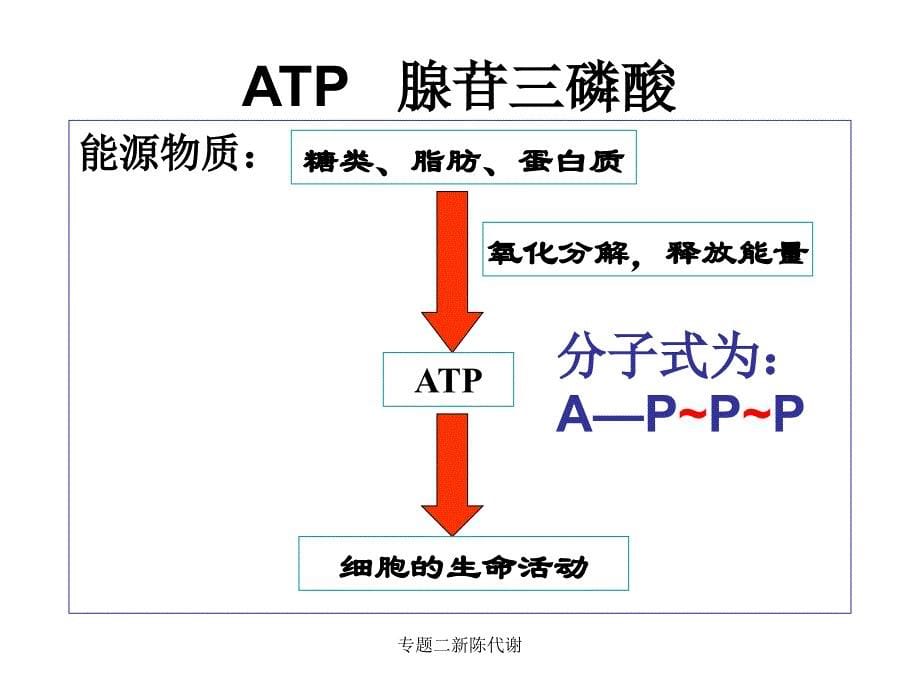 专题二新陈代谢课件_第5页