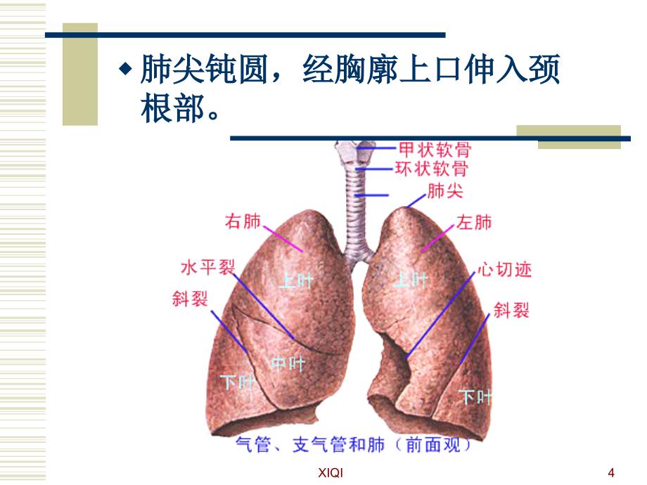 肺的解剖及分段学习课件_第4页