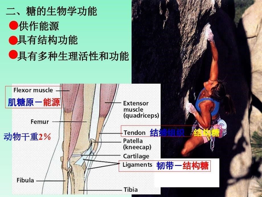 1糖化学生化全解_第5页