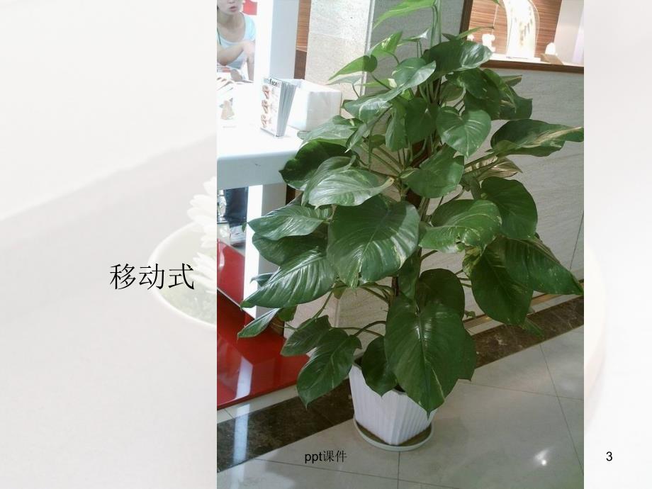 室内绿化植物的配置形式和原则课件_第3页