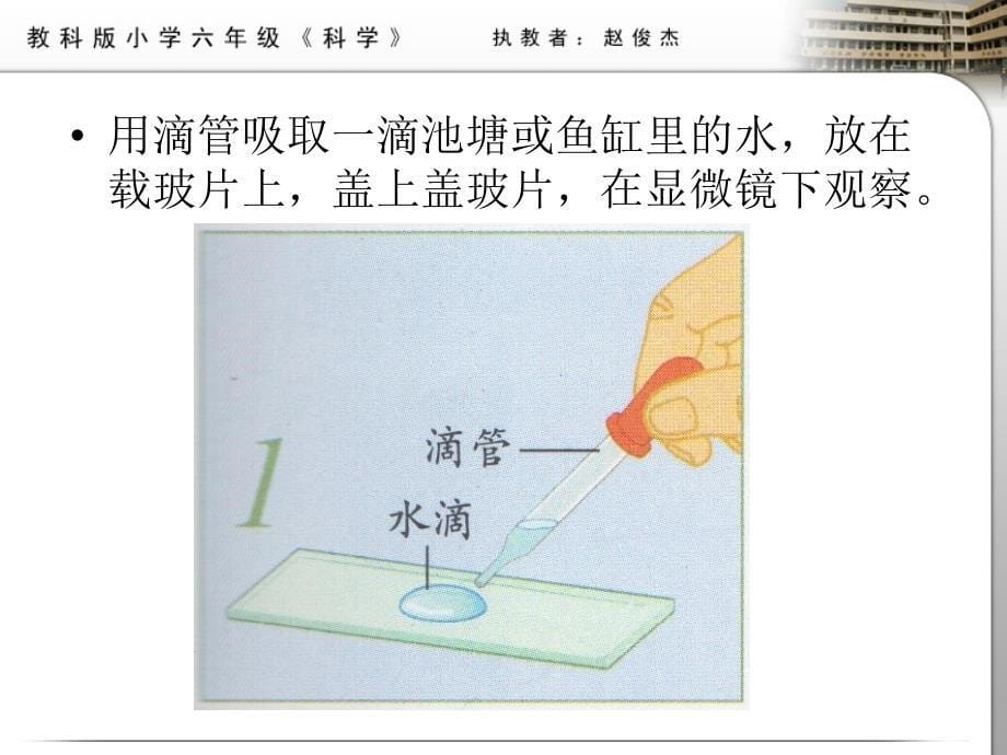 17用显微镜观察身边的生命世界三_第5页