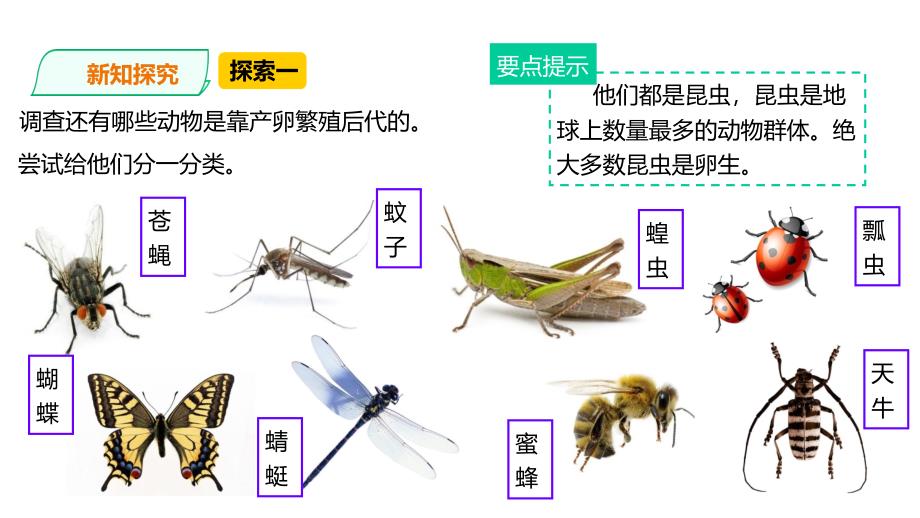 教科版小学科学三年级下册27动物的繁殖-课件_第4页