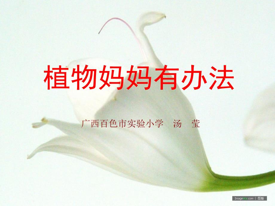 《植物妈妈有办法》PPT课件_第1页