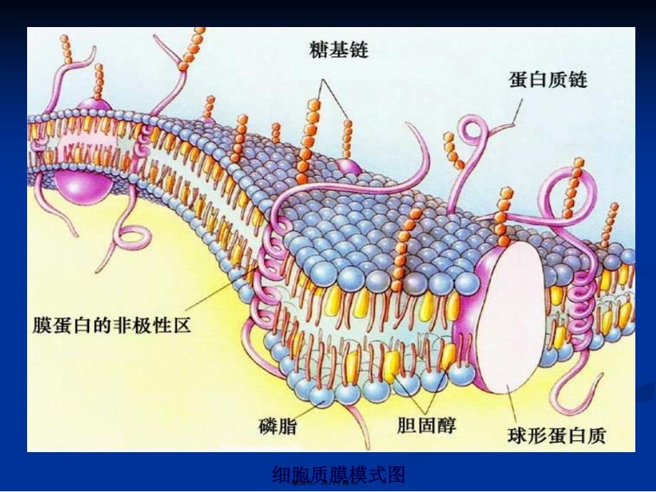 医学专题—第4章细胞膜3137_第3页