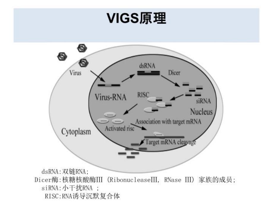 VIG病毒诱导基因沉默技术说课讲解_第4页