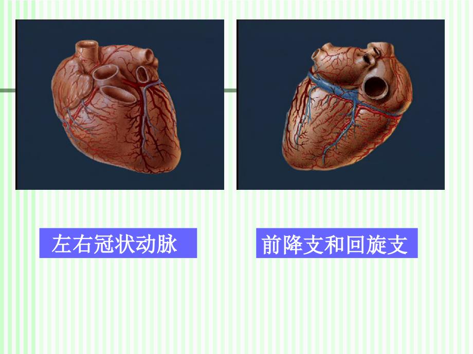 冠状动脉粥样硬化性心病2课件文档资料_第4页