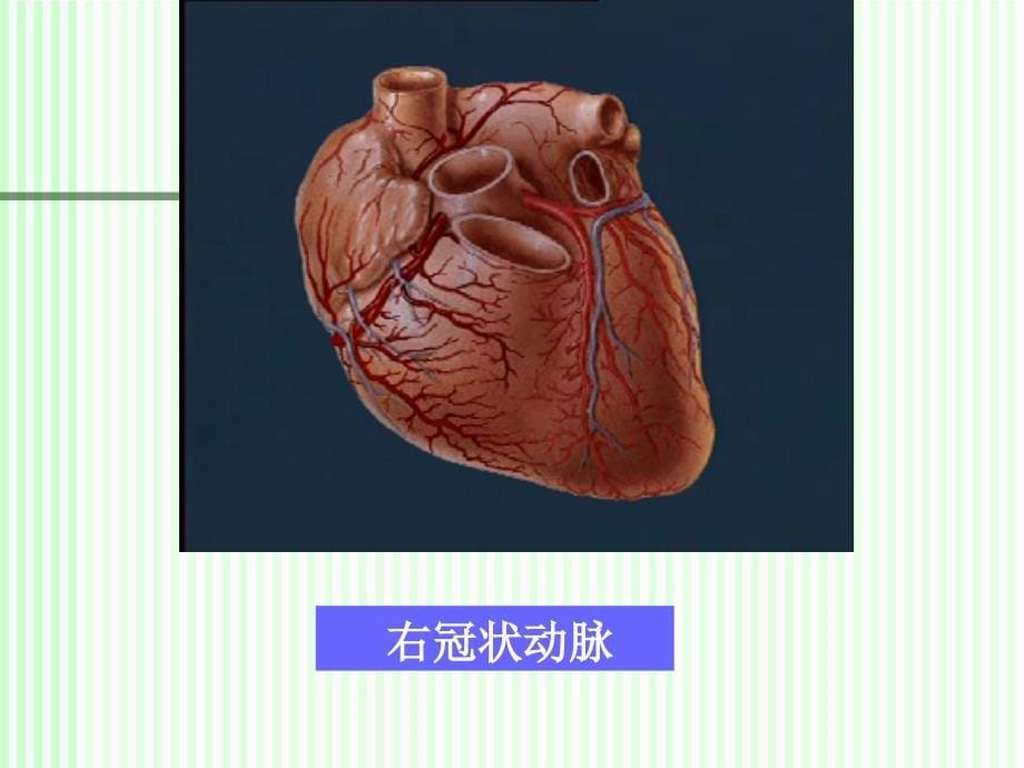 冠状动脉粥样硬化性心病2课件文档资料_第5页