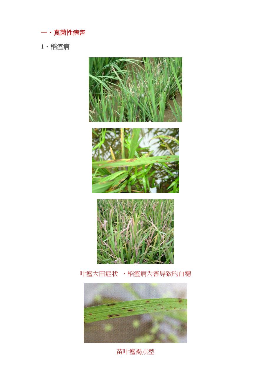 水稻病害图谱_第1页