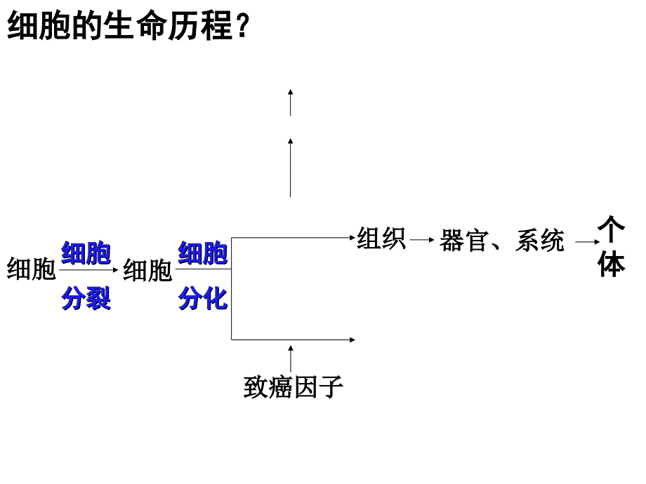 高三生物一轮复习细胞的分化衰老和癌变_第2页