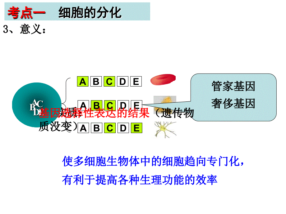 高三生物一轮复习细胞的分化衰老和癌变_第4页