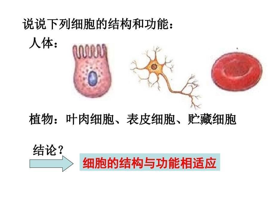 高三生物一轮复习细胞的分化衰老和癌变_第5页