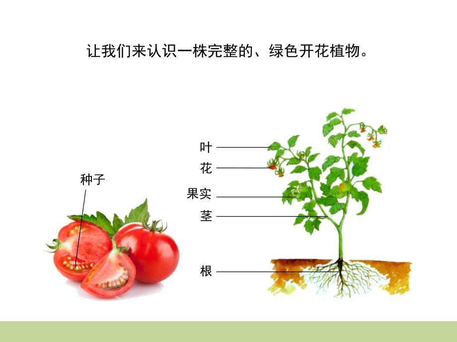 三年级下册科学课件第二单元第四课植物和我们苏教版 (共12张PPT)教学文档_第3页