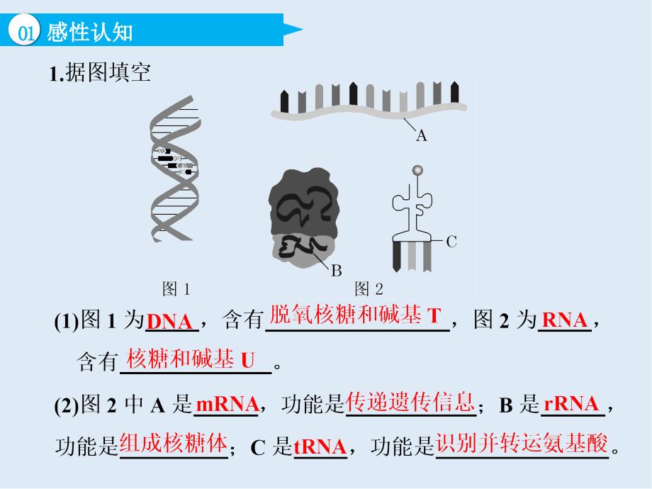 高中新创新一轮复习生物通用版课件：必修2 第二单元 第3讲 基因的表达_第4页