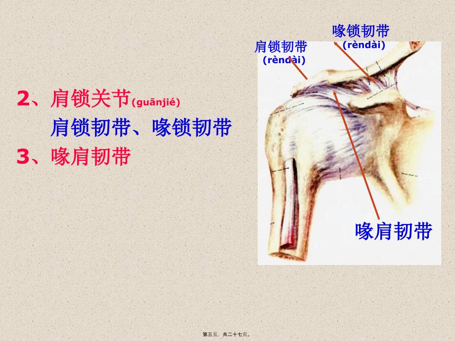 医学专题—四肢骨连结25067_第3页