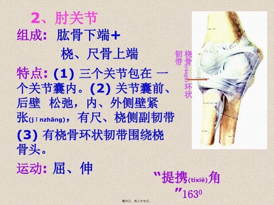 医学专题—四肢骨连结25067_第5页