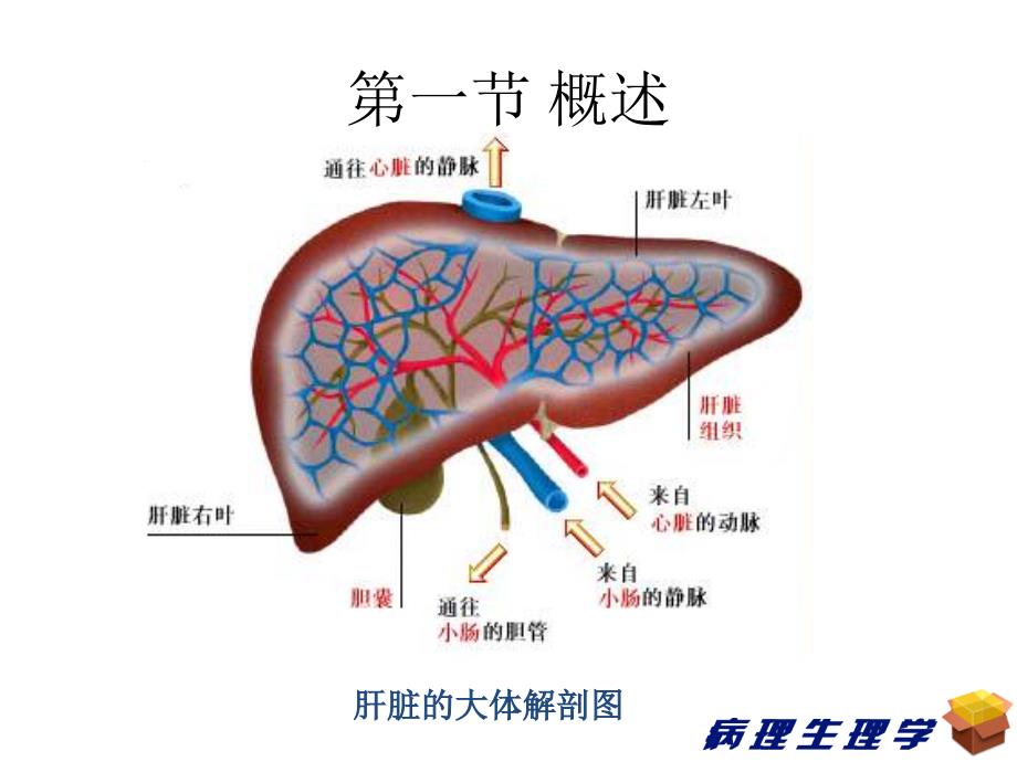 15 肝功能不全_第3页