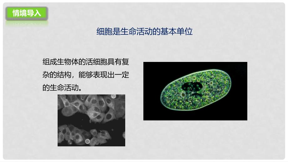 七年级生物上册 1.2.1 细胞的结构和功能课件 （新版）济南版_第2页