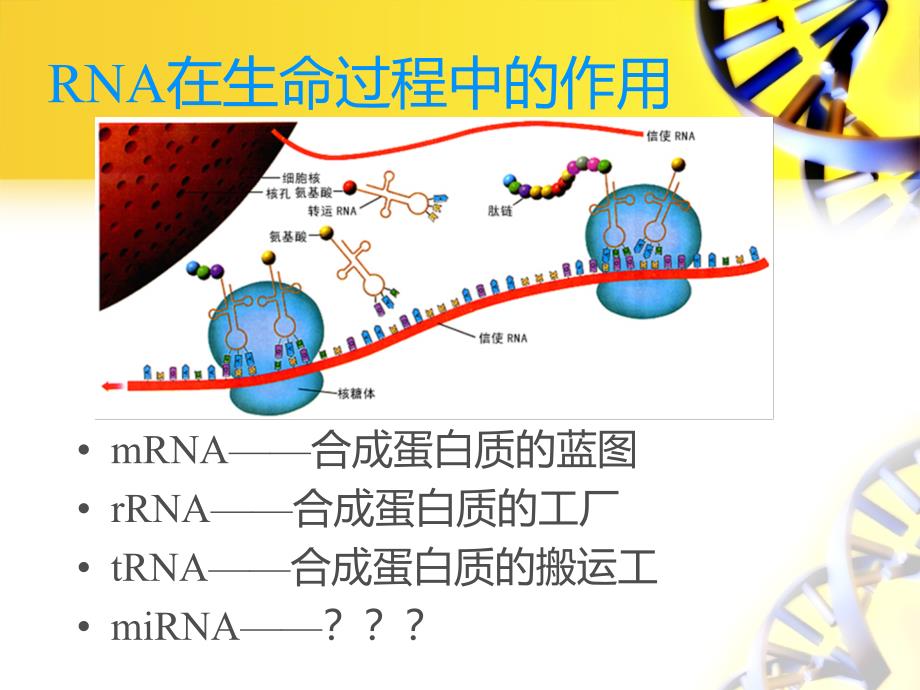 miRNA及其发展和应用上课讲义_第2页