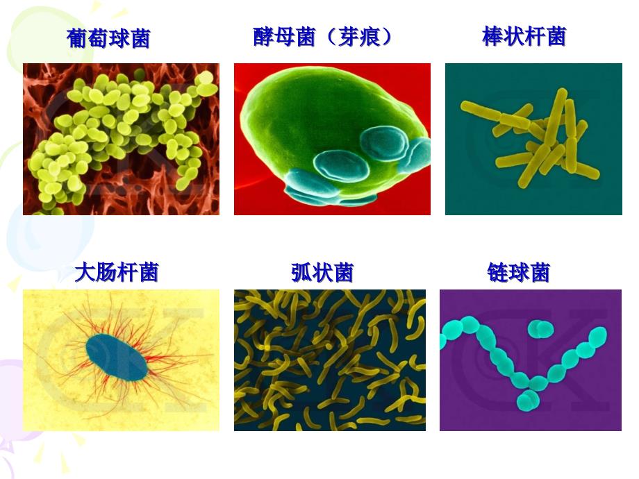 微生物基础知识培训初稿课件_第4页