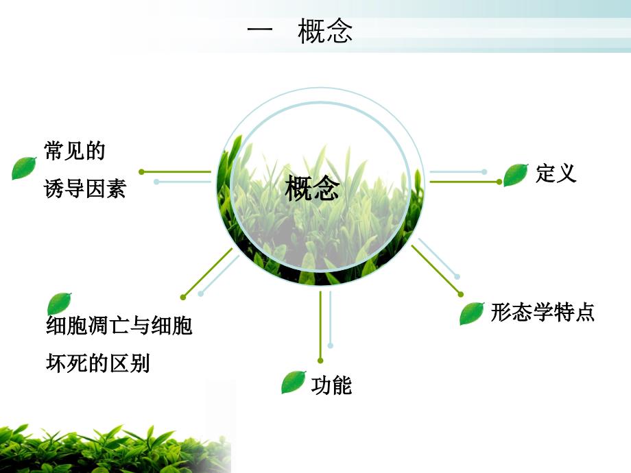 细胞凋亡与寄生虫感染_第4页