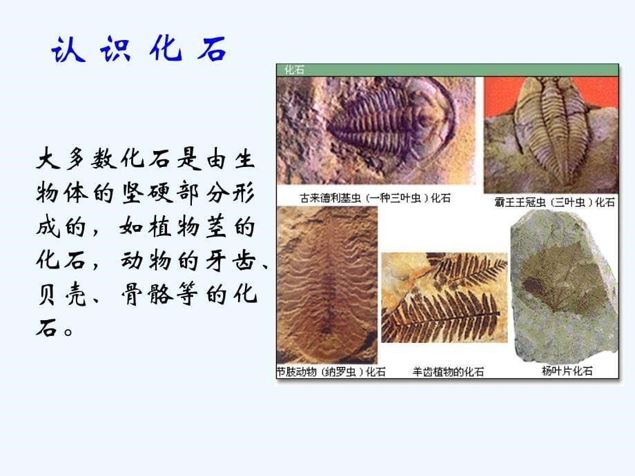 七年级语文上册《化石吟》优秀实用课件 人教新课标版_第5页