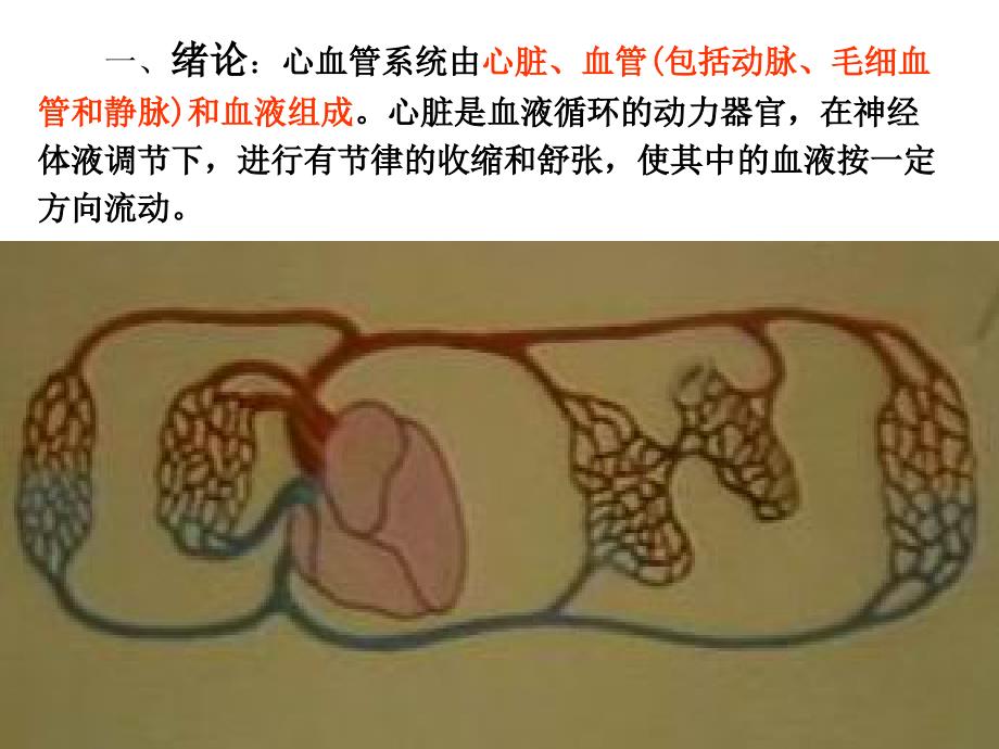 动物解剖学之心血管系统_第3页