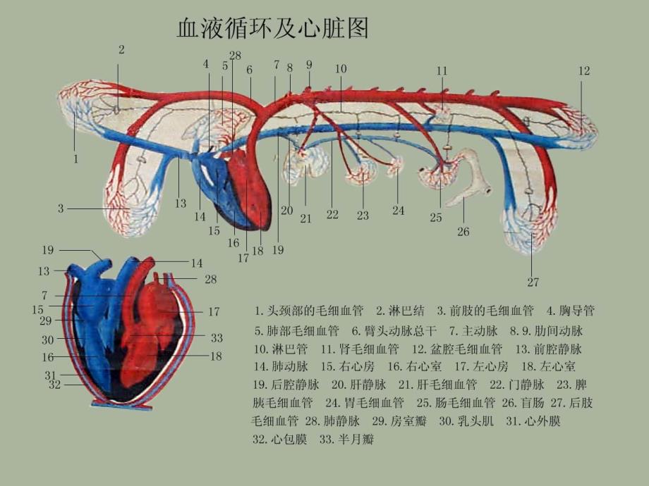 动物解剖学之心血管系统_第4页