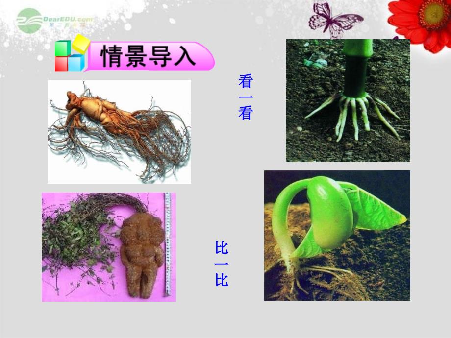 七年级生物上册-第五章-第二节-植物根的生长课件-苏教版_第2页