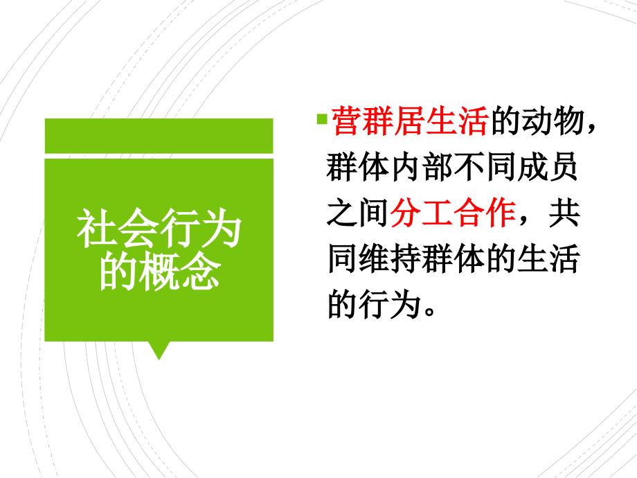 第三节社会行为_第4页