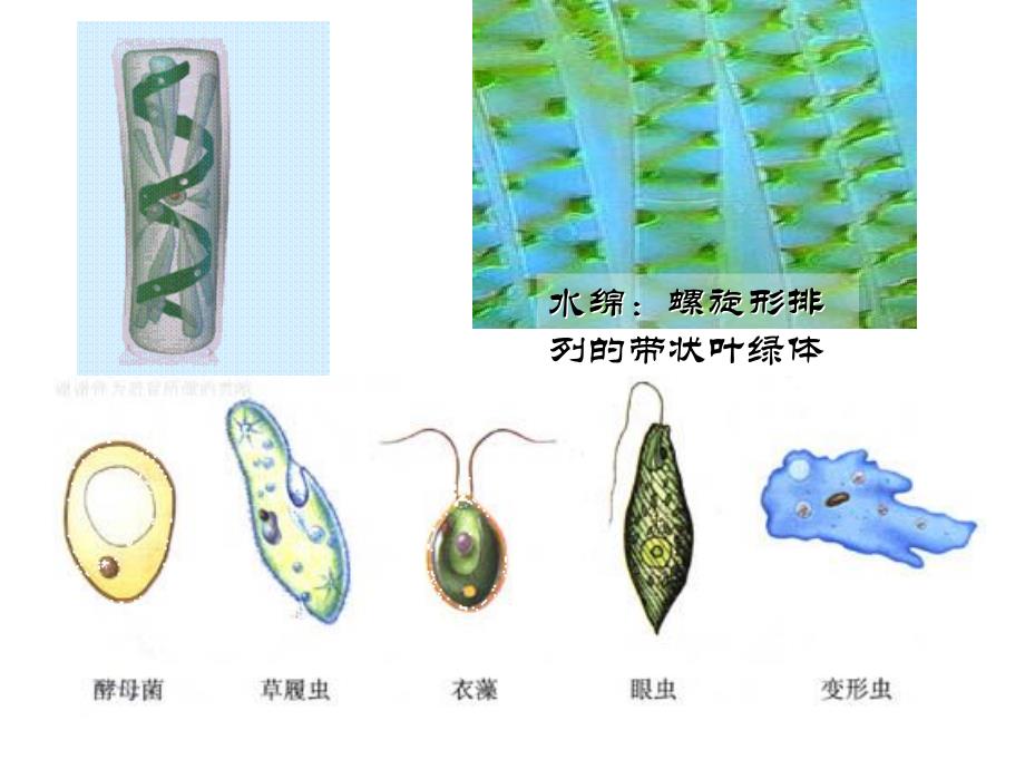 第2节 细胞多样性和统一性文档资料_第1页