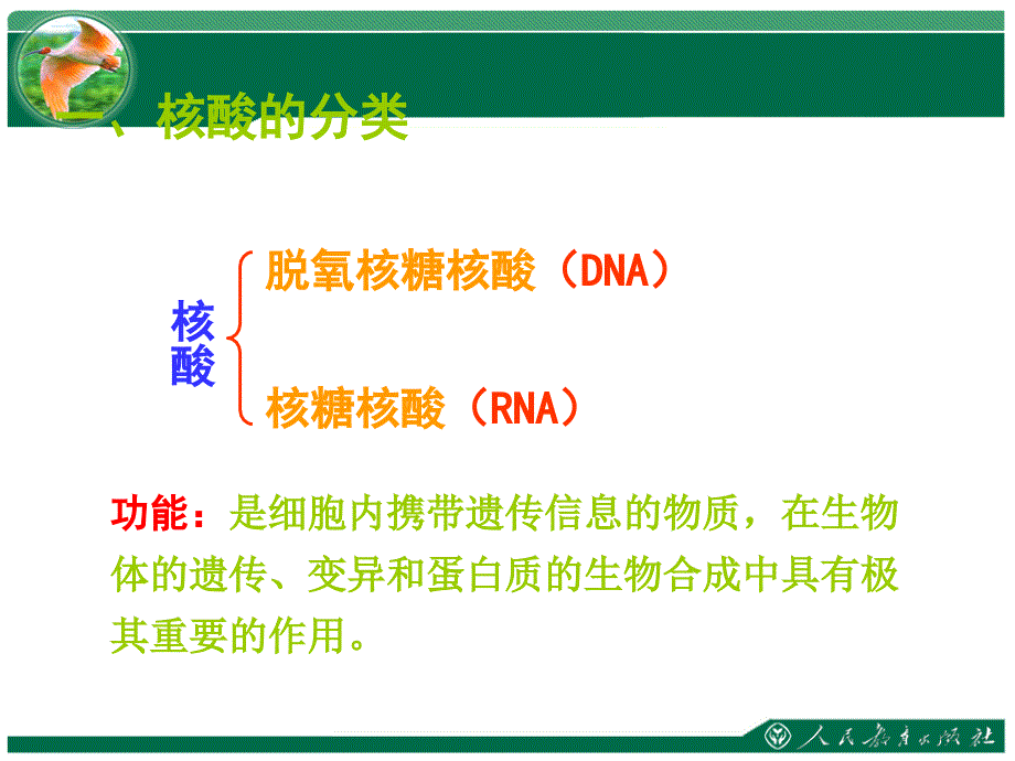 遗传信息的携带者—核酸湖大附中李兵_第2页