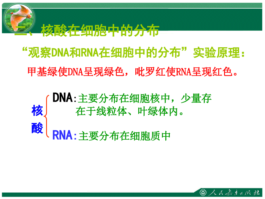 遗传信息的携带者—核酸湖大附中李兵_第3页