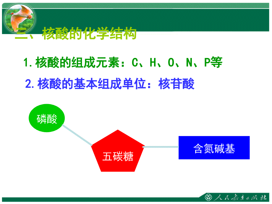 遗传信息的携带者—核酸湖大附中李兵_第4页