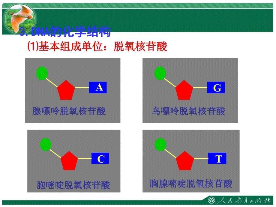 遗传信息的携带者—核酸湖大附中李兵_第5页