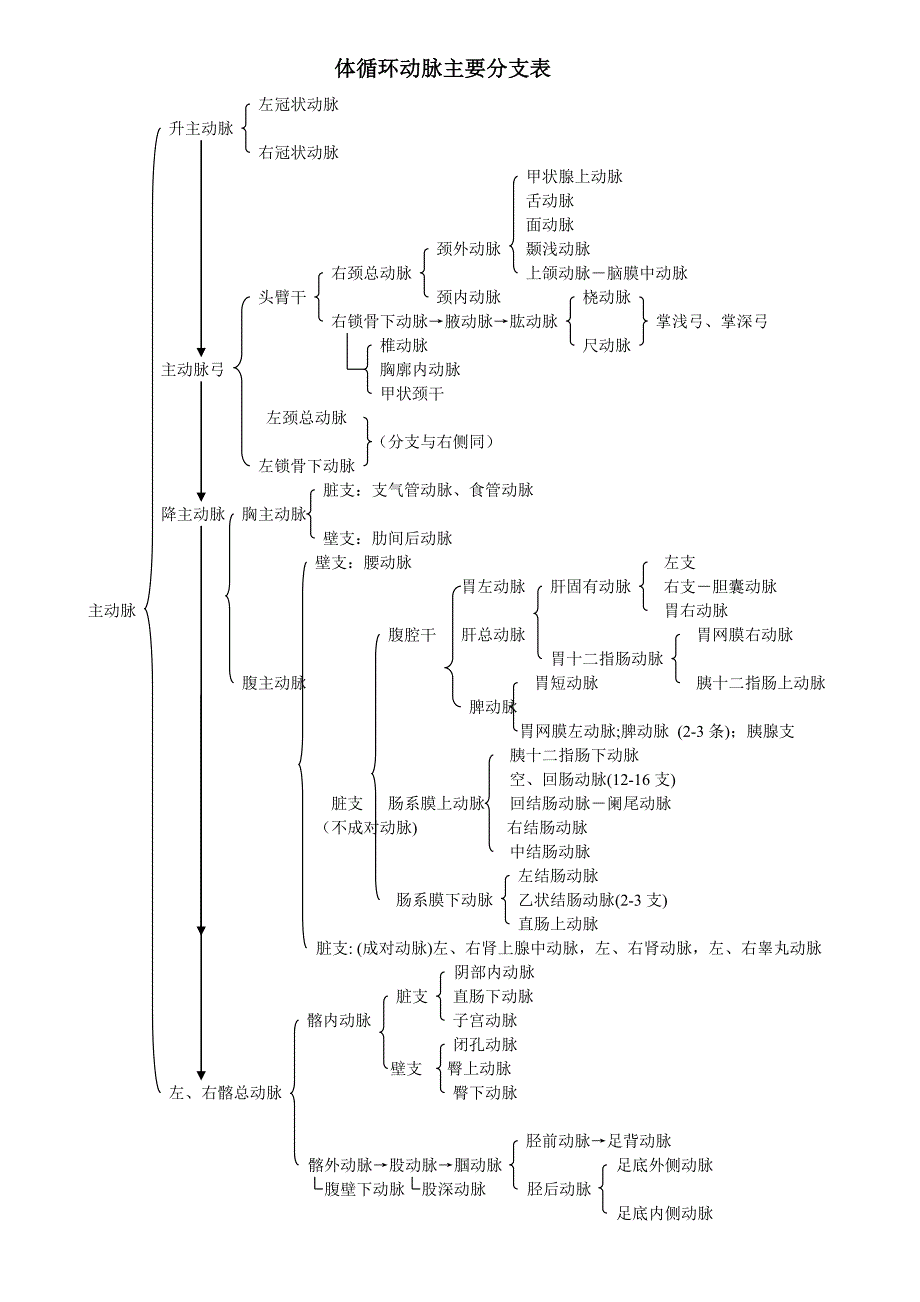 体循环动脉主要分支表_第1页